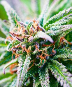 AK-47 MARIJUANA STRAIN