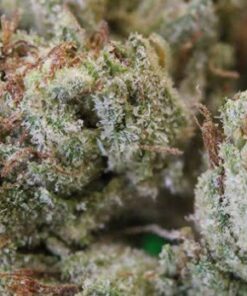 Order Indica Cannabis Strains Canberra, Shining Silver Haze Marijuana Strain