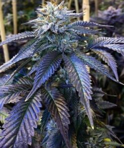 buy hawaiian snow strain