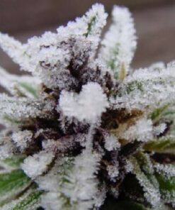 buy hawaiian snow online