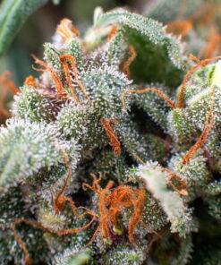 Alaskan Thunder Fuck, Bruce Banner Strain