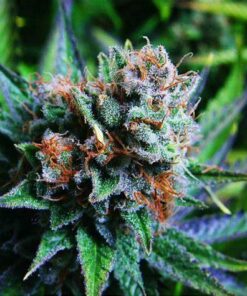 Blue Dream, Alien OG Strain, How to grow marijuana for medical use Australia