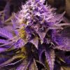 Buy Purple Haze Weed Australia