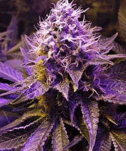 Buy Purple Haze Weed Australia