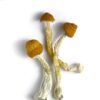 Blue Meanies Magic Mushroom Australia