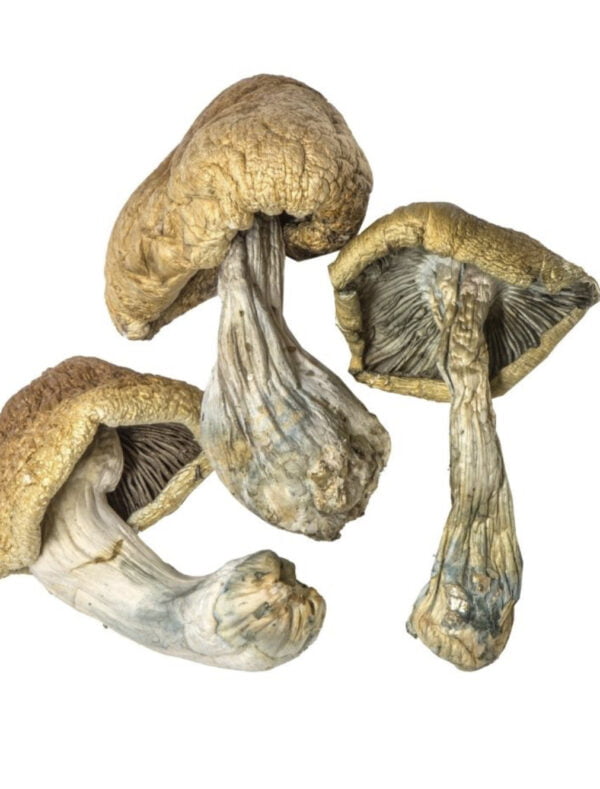 Golden Caps Magic Mushroom Australia