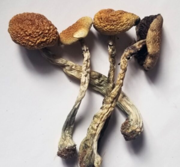 Liberty Caps Magic Mushroom Australia