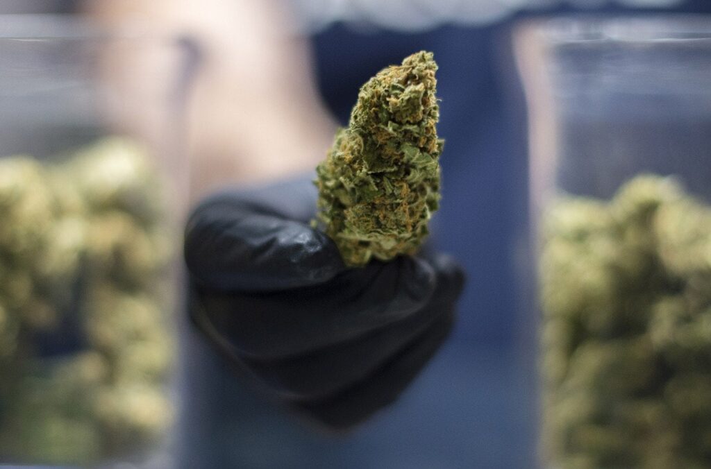 Buy Weed Online Banksia Grove Perth, Weed Delivery Banksia Grove Perth, Buy Weed Online Bateman Perth, Weed Delivery Bateman Perth, Buy Weed Online North Canberra, Weed Delivery North Canberra