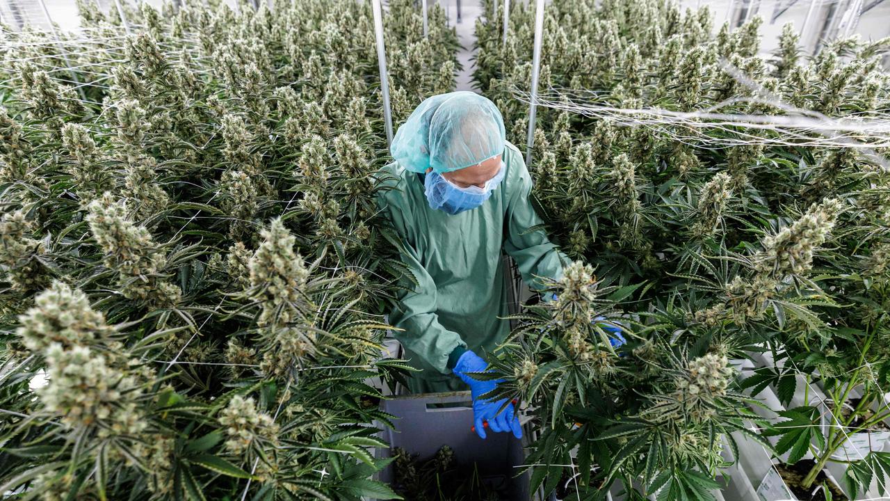 How Are Cannabis Products Tested and Verified?, Are Cannabis Products Lab Tested?